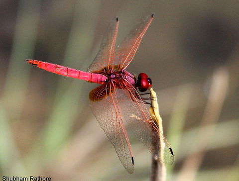 So pink <3  Crimson Marsh Glider,Trithemis aurora