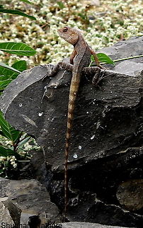 One posing lizard species I can never ignore I know its getting monotonous but they are just handsome. If you see closely only the part of its body touching the rock has changed its colour Calotes versicolor,Oriental Garden Lizard