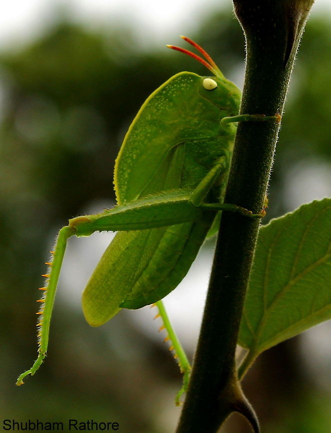 Hooded hopper Stumbled upon this while gardening &lt;3 Hooded grasshopper,Teratodes monticollis