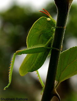 Hooded hopper Stumbled upon this while gardening <3 Hooded grasshopper,Teratodes monticollis