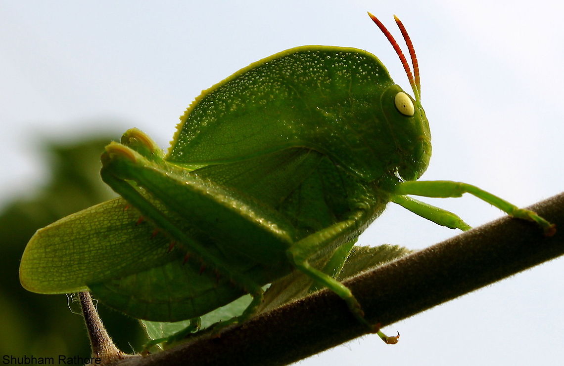 Teratodes monticollis  Hooded grasshopper,Teratodes monticollis