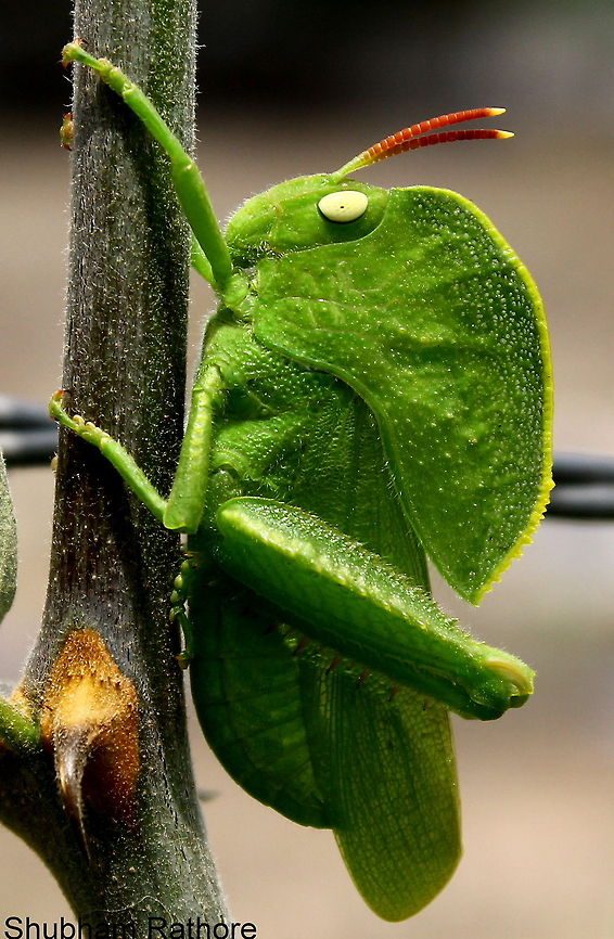 Teratodes monticollis They use there hood as a camouflage, hence end up looking like leaves :) Hooded grasshopper,Teratodes monticollis