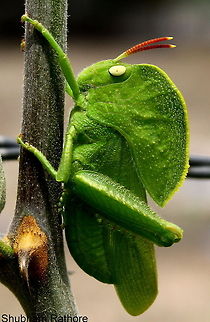 Teratodes monticollis They use there hood as a camouflage, hence end up looking like leaves :) Hooded grasshopper,Teratodes monticollis