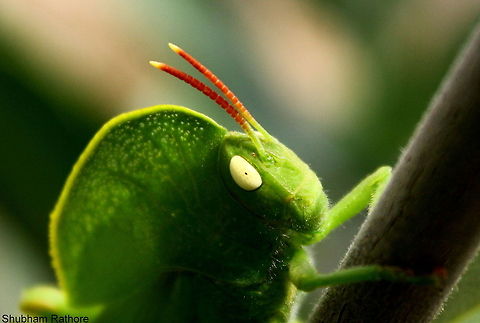 Hooded grasshopper ( close up of the head)  Hooded grasshopper,Teratodes monticollis