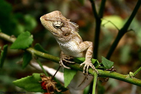 Hanging by a branch They are so cute :P :P Calotes versicolor,Oriental Garden Lizard