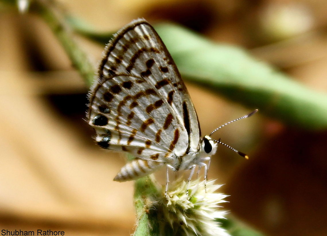 tiny thing I guess its a common pierrot Geotagged,India,Striped Pierrot,Tarucus nara