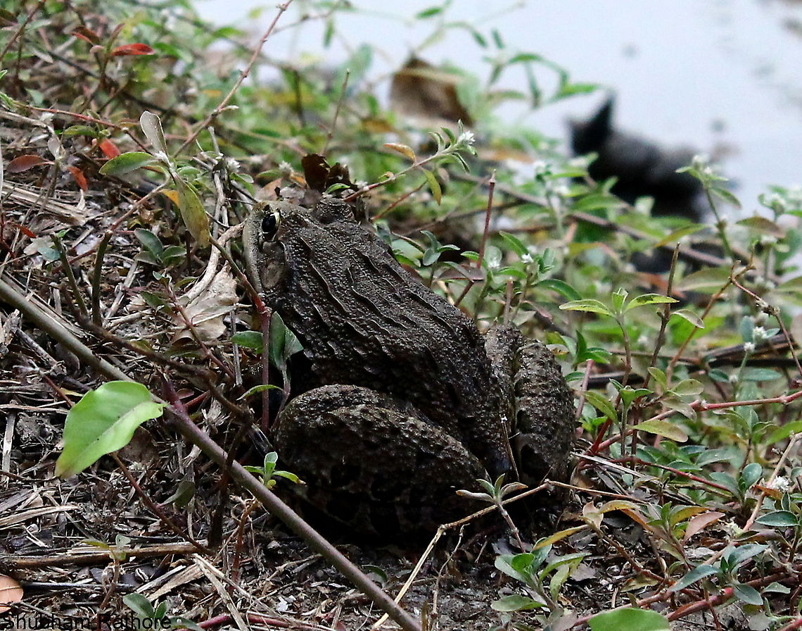 Indian Bull Frog Adult -Timid creatures Hoplobatrachus tigerinus