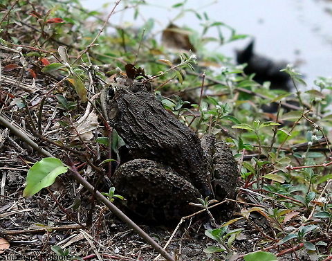 Indian Bull Frog Adult -Timid creatures Hoplobatrachus tigerinus