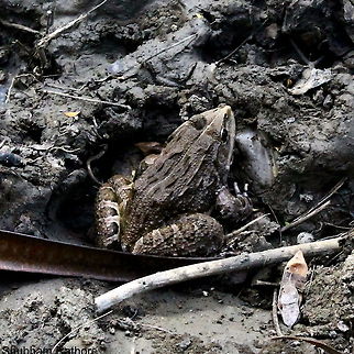 Bull frog Adult  Hoplobatrachus tigerinus