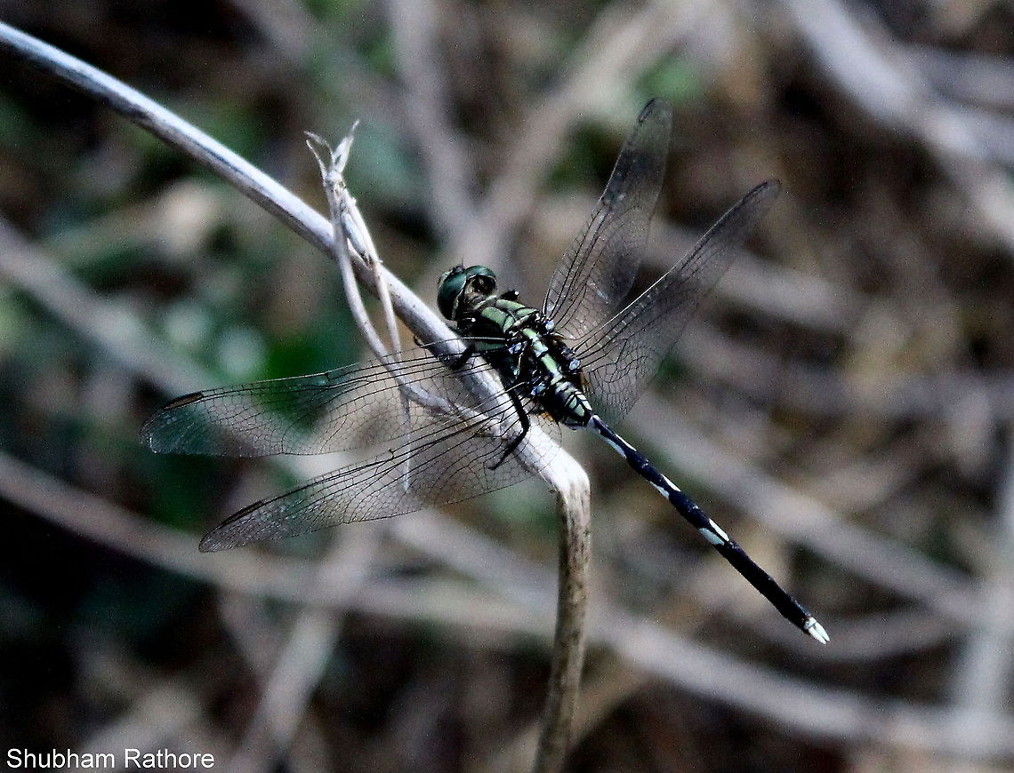 Slender skimmer  Orthetrum sabina