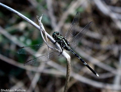 Slender skimmer  Orthetrum sabina