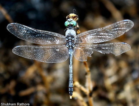 Injured blue dragonfly  Diplacodes trivialis