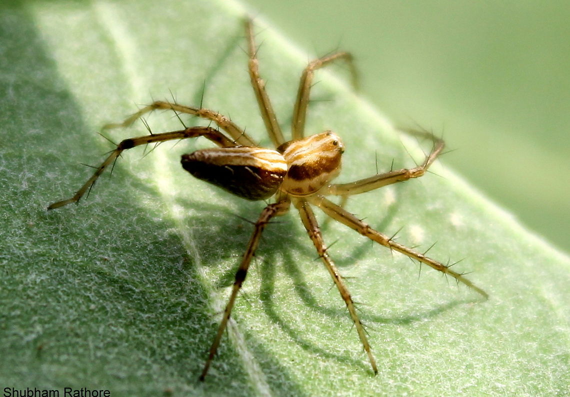 Striped Lynx spider  Oxyopes salticus
