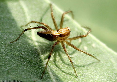 Striped Lynx spider  Oxyopes salticus