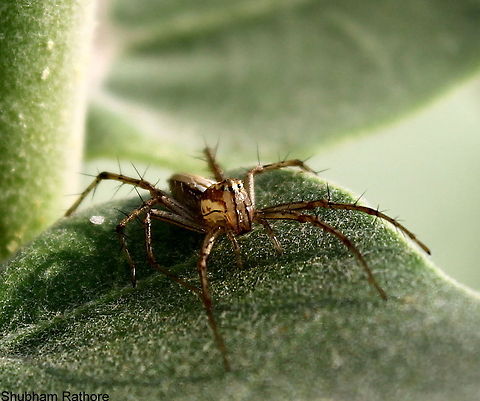 Striped Lynx spider  Oxyopes salticus