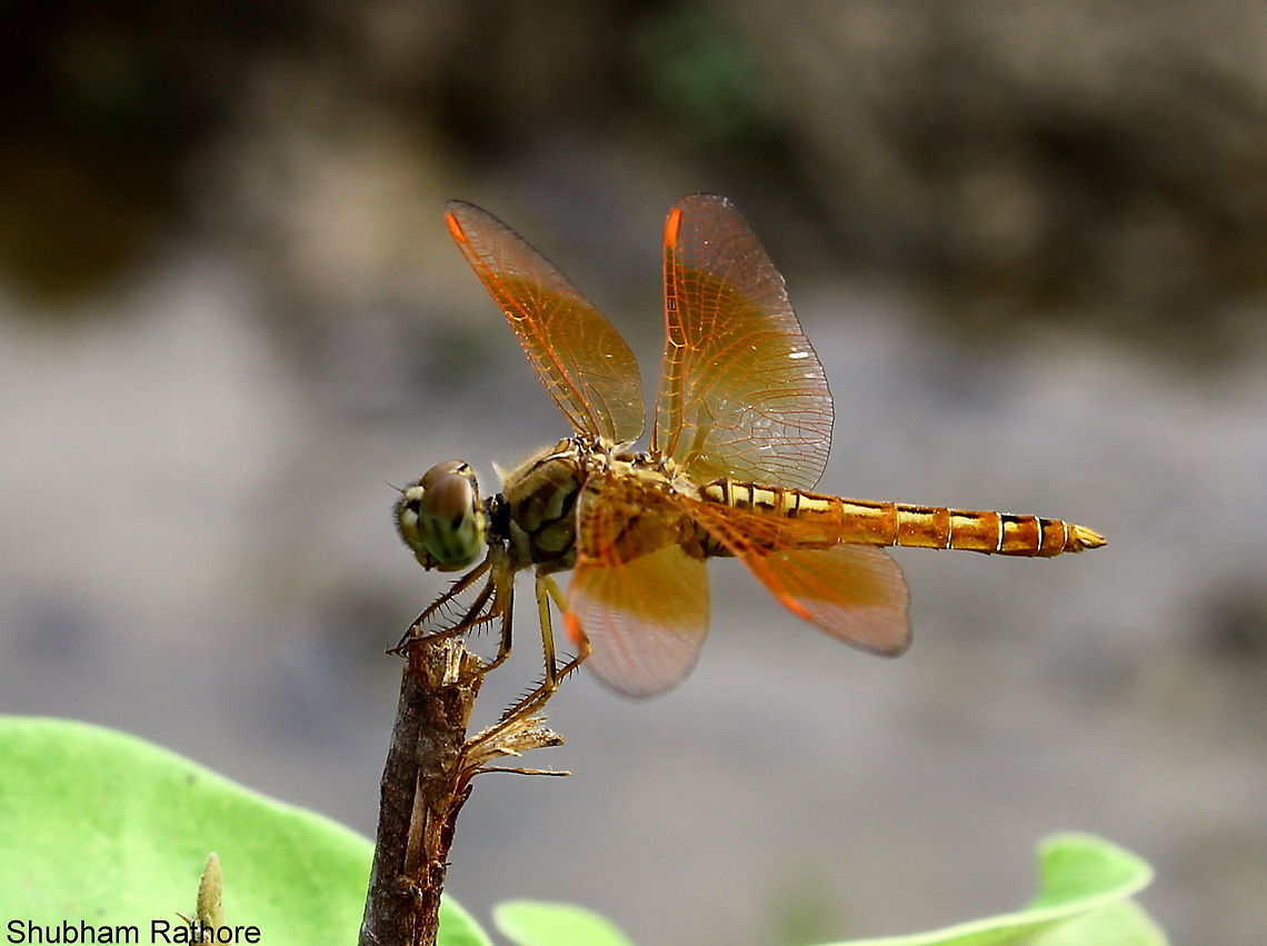 The Ditch Jewel  Brachythemis contaminata,Ditch Jewel
