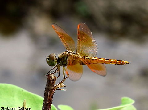 The Ditch Jewel  Brachythemis contaminata,Ditch Jewel