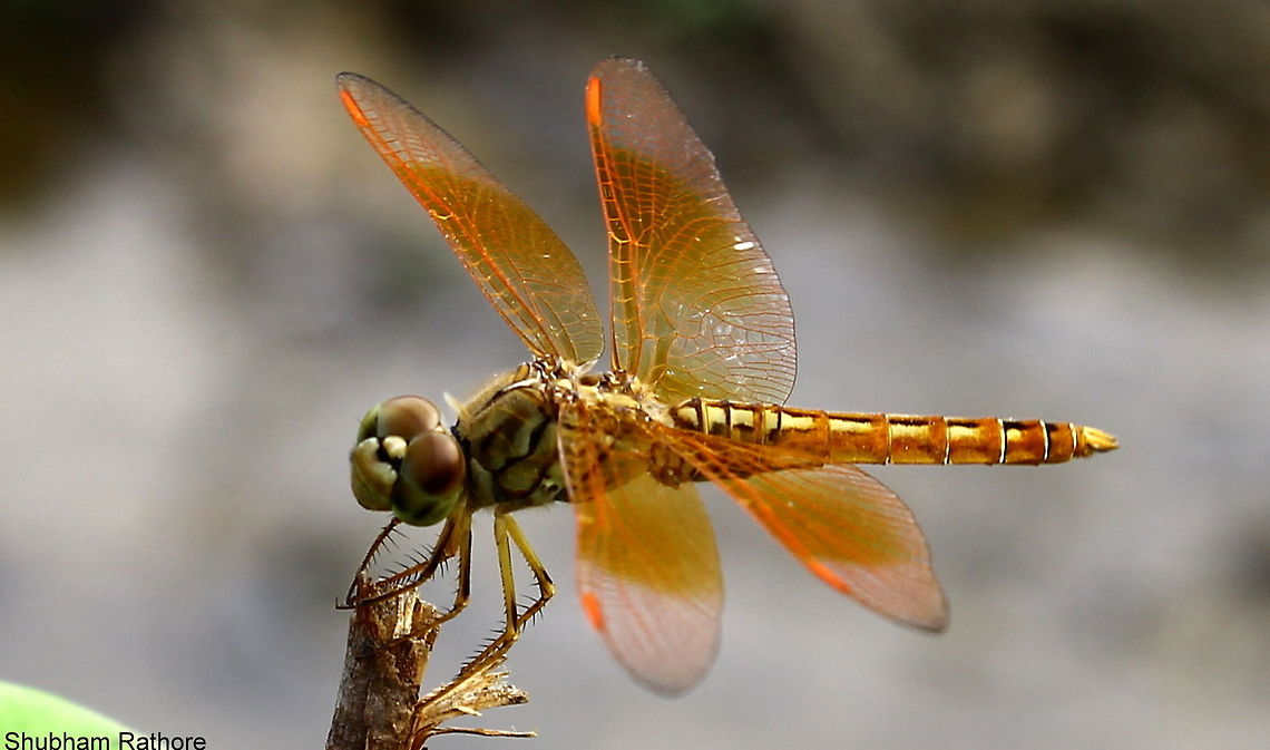 The Ditch Jewel so it decides to give me a 'meh" face...  Brachythemis contaminata,Ditch Jewel