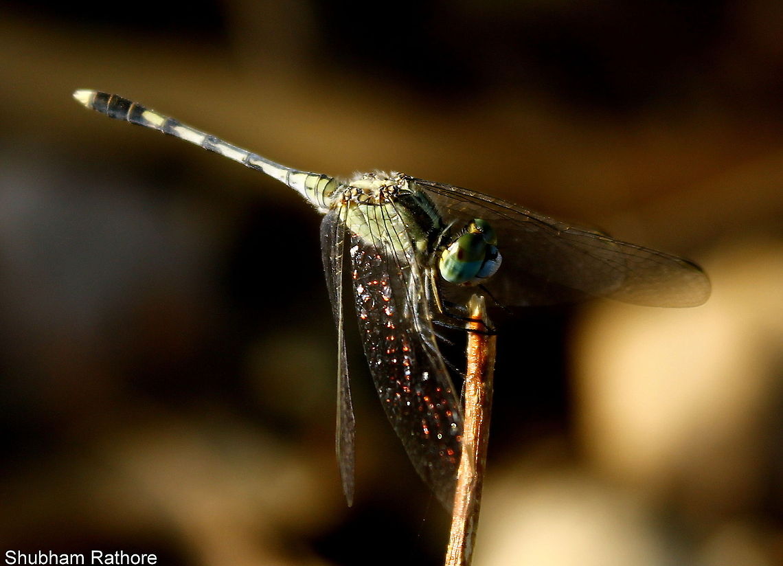 Dragonfly :) I love what the sun does to there wings :D Diplacodes trivialis