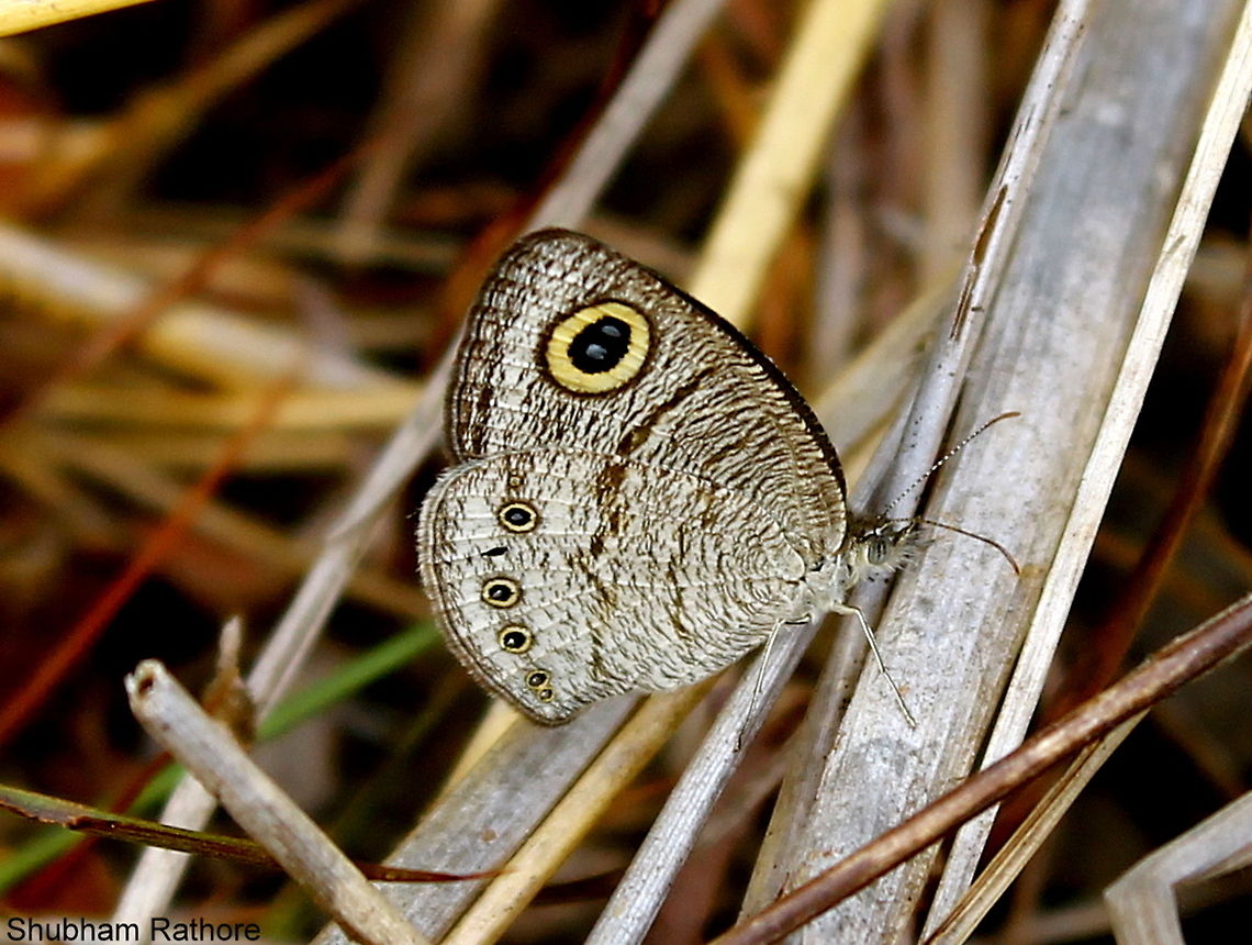 Common Four-ring can someone please help me out with the species!! Common Four-ring,Ypthima huebneri