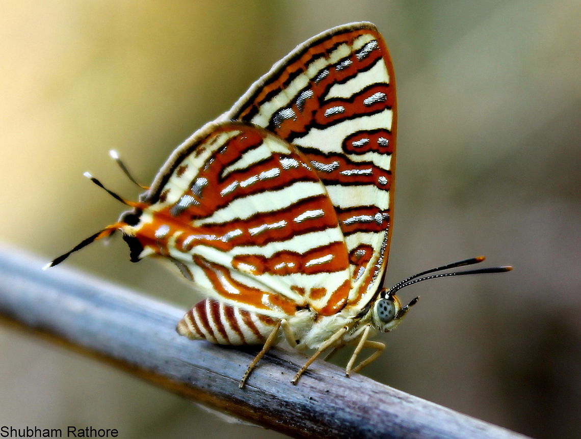 The common Silverline Now I know why its called so :P Cigaritis vulcanus,Common Silverline