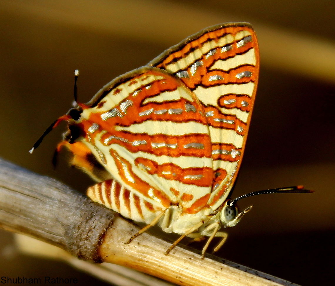 Sliver streaks ^_^  Cigaritis vulcanus,Common Silverline