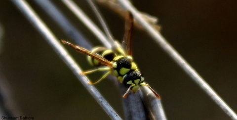 Common wasp  wasp