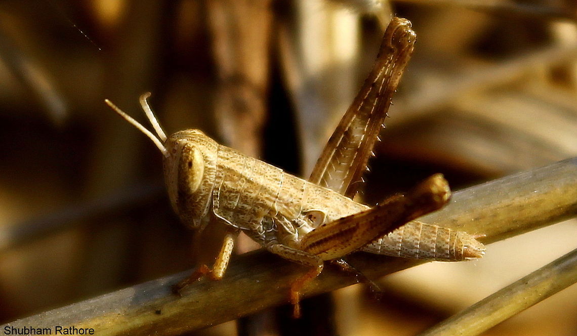 nymph..