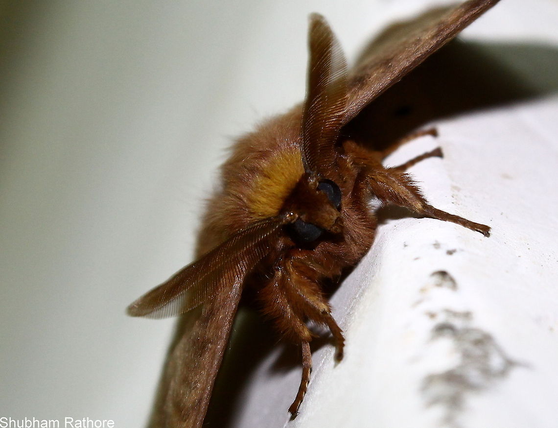 Moth close up :) :) Geotagged,India