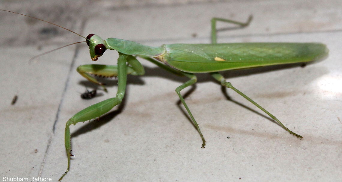 mantis :) and then I played with it Acromantis nicobarica