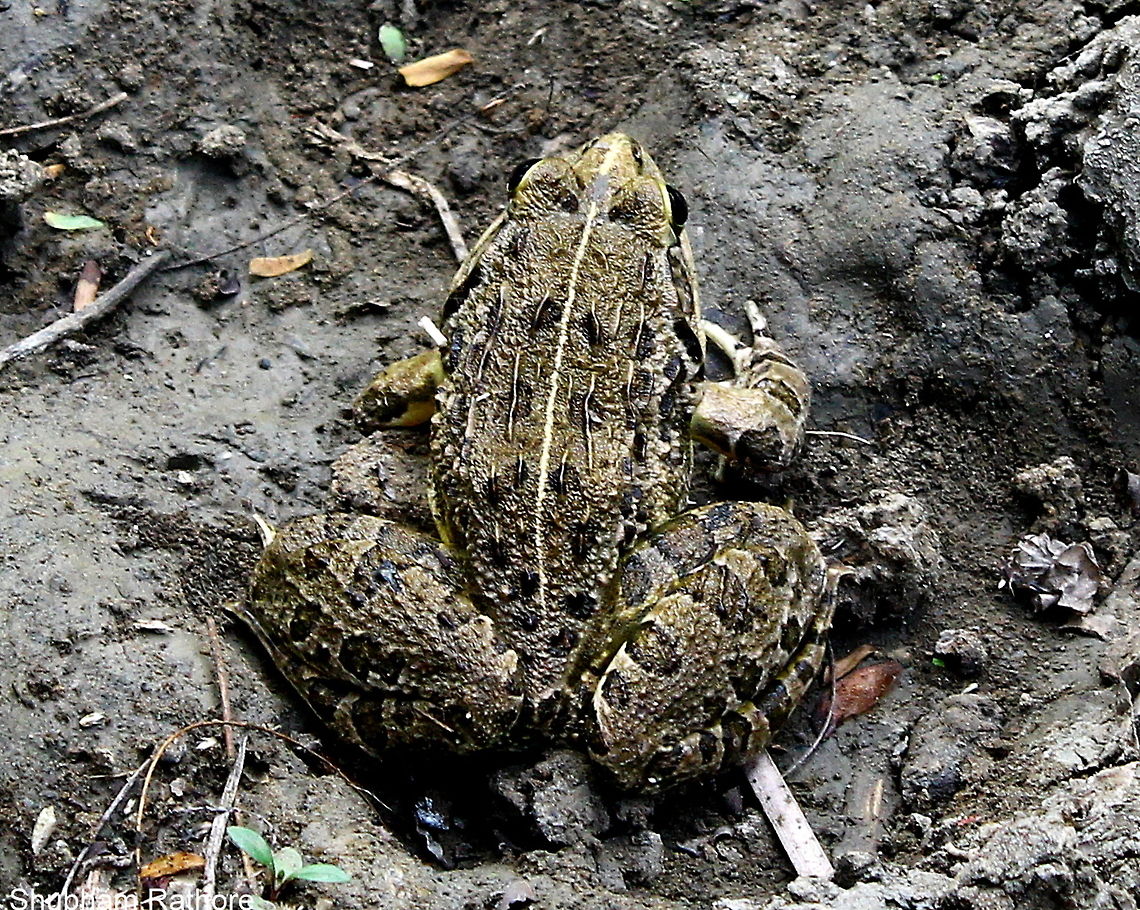 bull frog  Asian bullfrog,Geotagged,Hoplobatrachus tigerinus,Spring