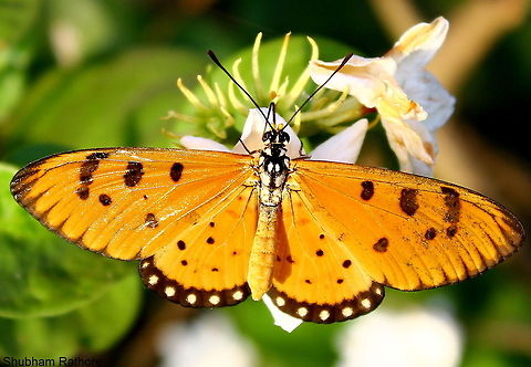 morning beauty <3  Acraea terpsicore,Tawny Coster