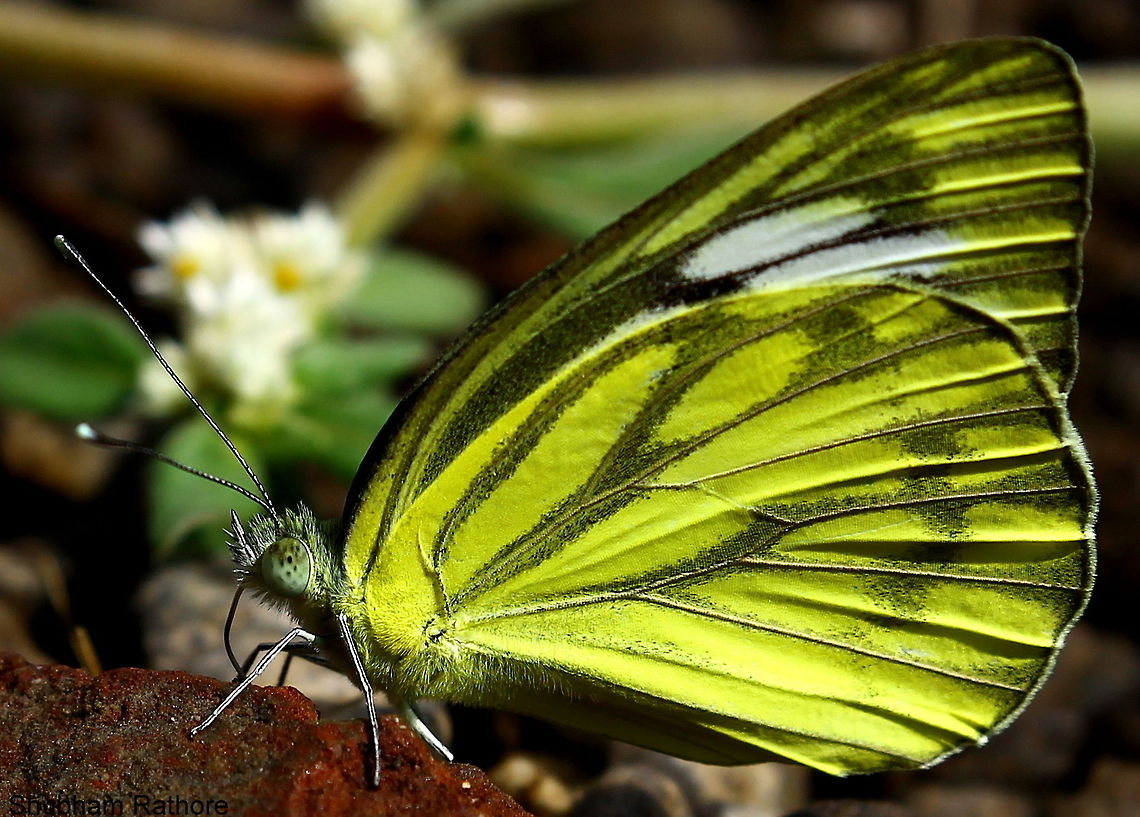 Up close <3  Cepora nerissa,Common Gull