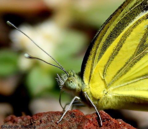 close up  Cepora nerissa,Common Gull