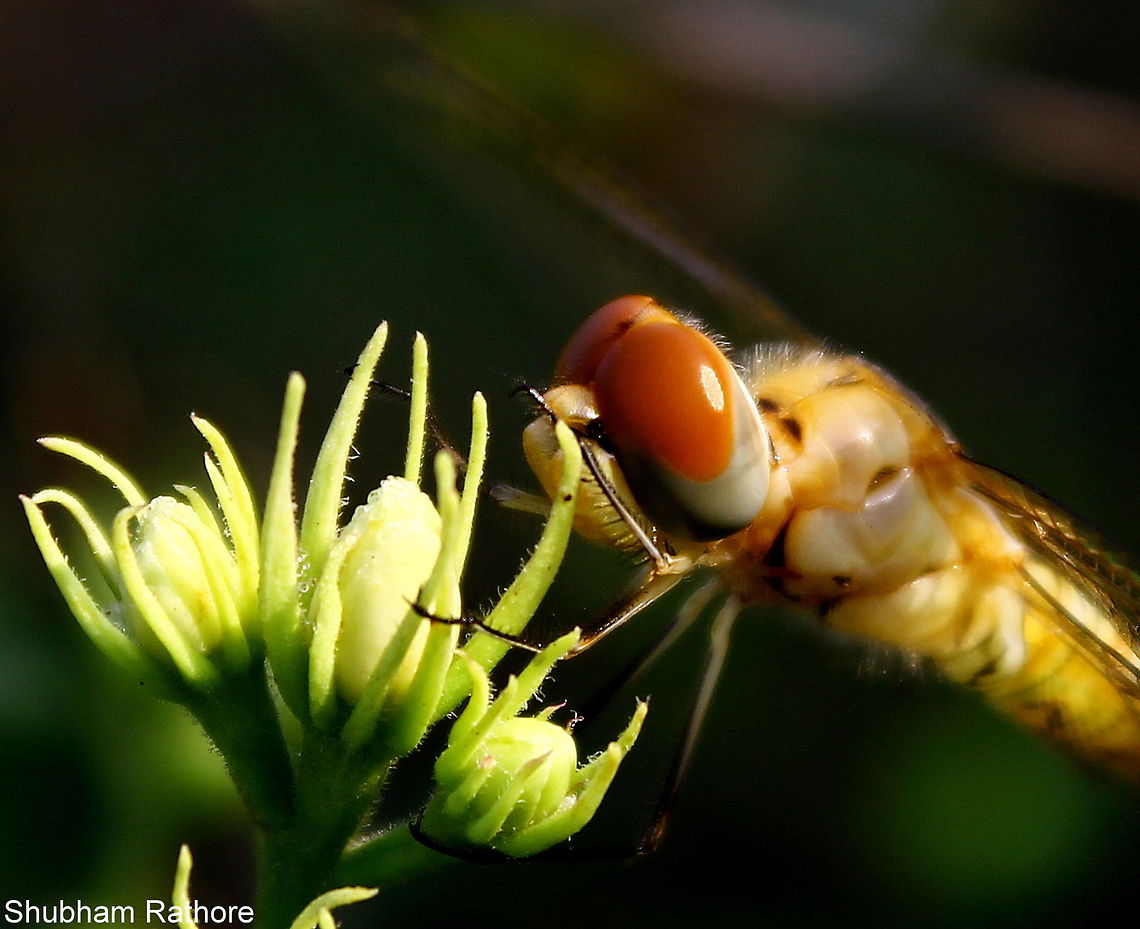 Dragonfly close up :)  Pantala flavescens
