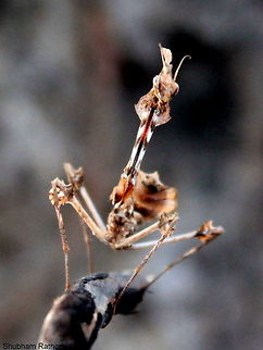 Wandering Violin Mantis  Gongylus gongylodes