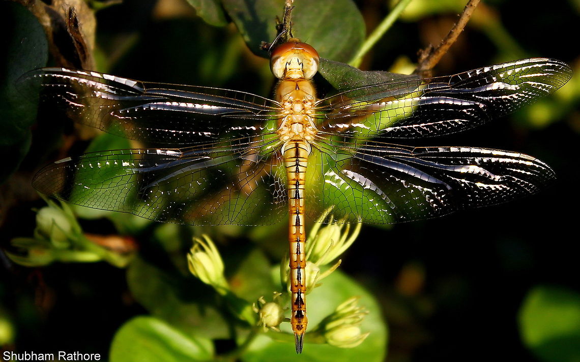 Pantala flavescens  Pantala flavescens