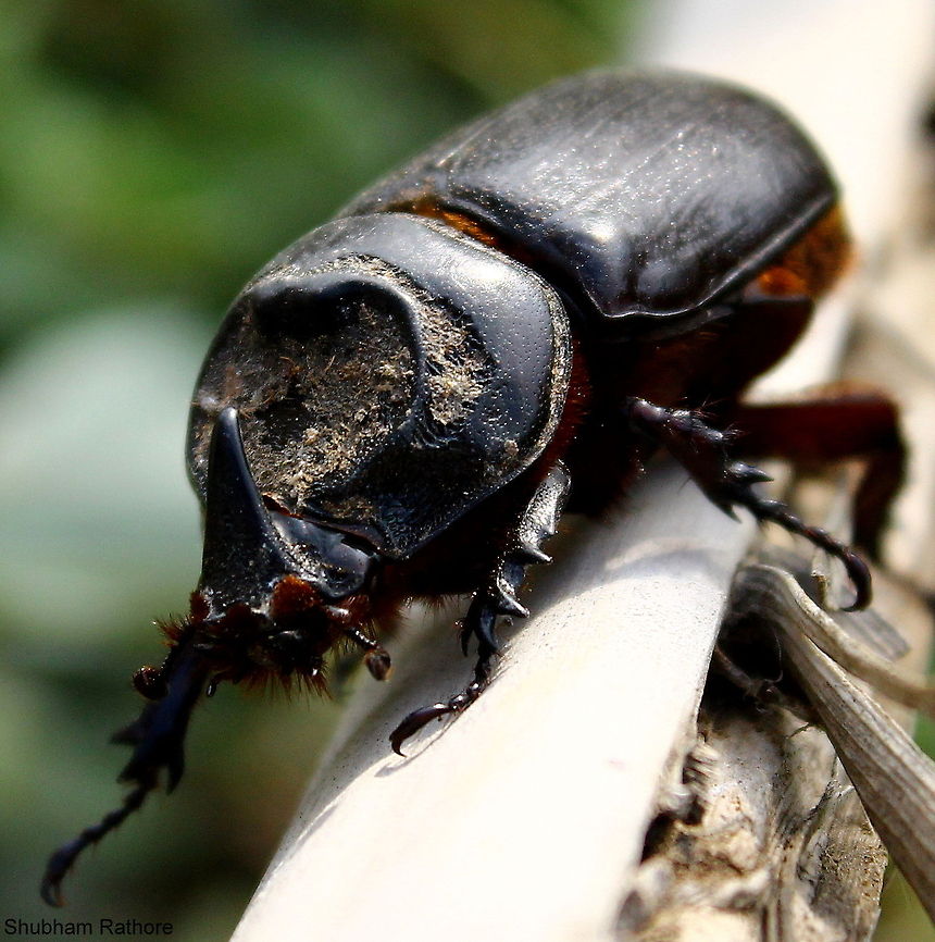 Asiatic rhinoceros beetle (Female)  Asiatic rhinoceros beetle,Oryctes rhinoceros