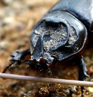Macro of an Asiatic Rhinoceros Beetle(female)  Asiatic rhinoceros beetle,Oryctes rhinoceros