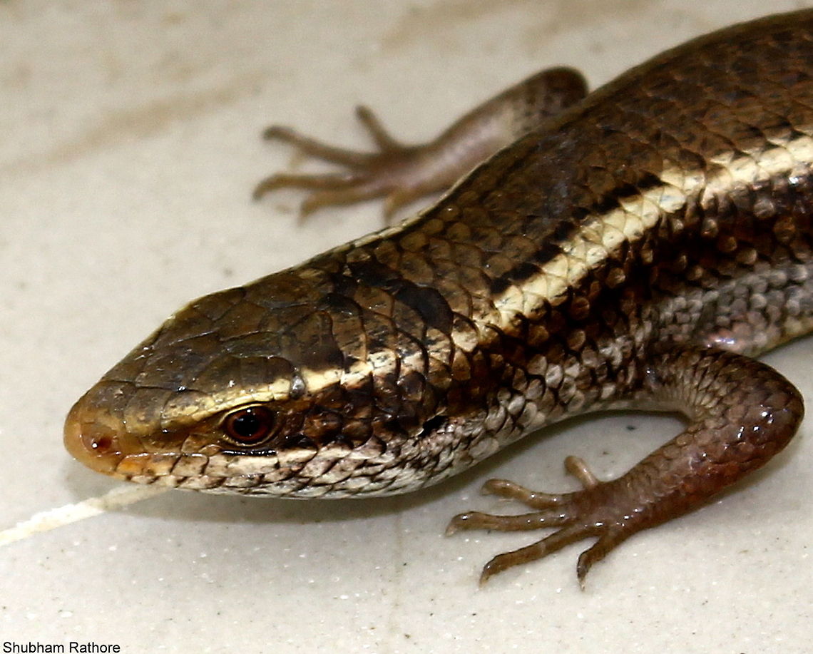 The Indian Forest Skink In my house...... Indian Forest Skink,Sphenomorphus indicus