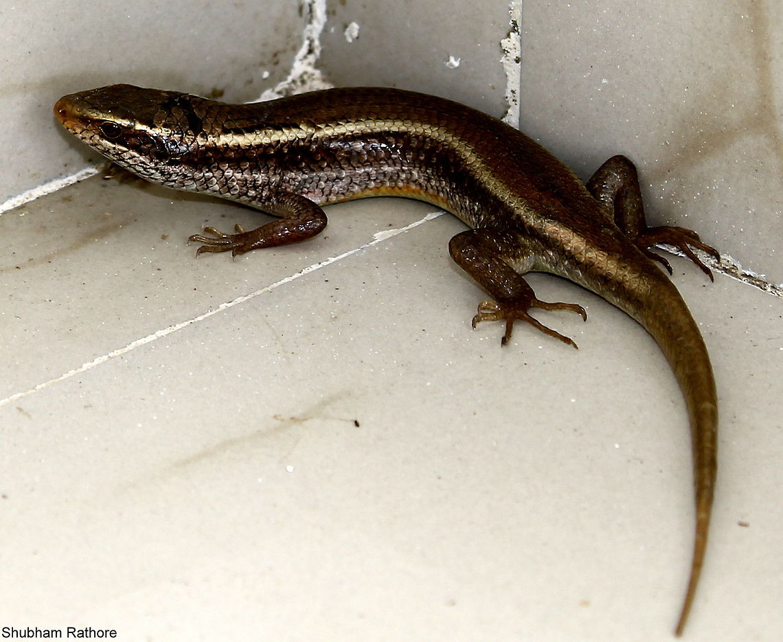 skink  Indian Forest Skink,Sphenomorphus indicus