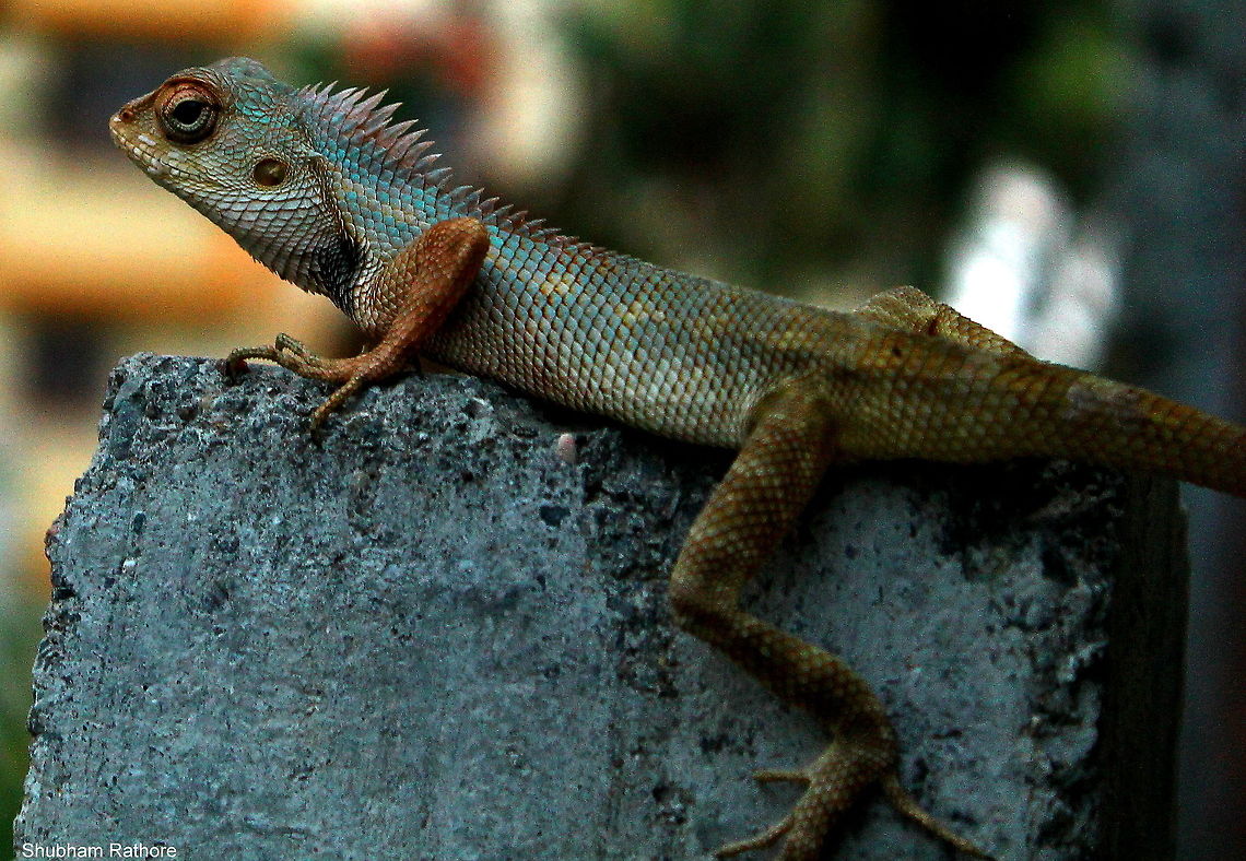 Oriental garden lizard So its blue and gorgeous <3 lovely things these lizards Calotes versicolor,Oriental Garden Lizard