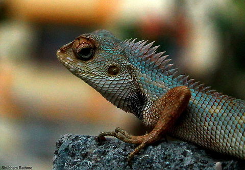 C.versicolor Now I know what a lizard in transition looks like <3 Calotes versicolor,Oriental Garden Lizard