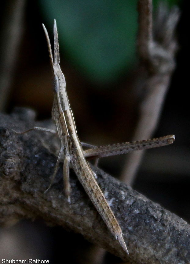 Hopper nymph its barely 1.5 cm.... -_-