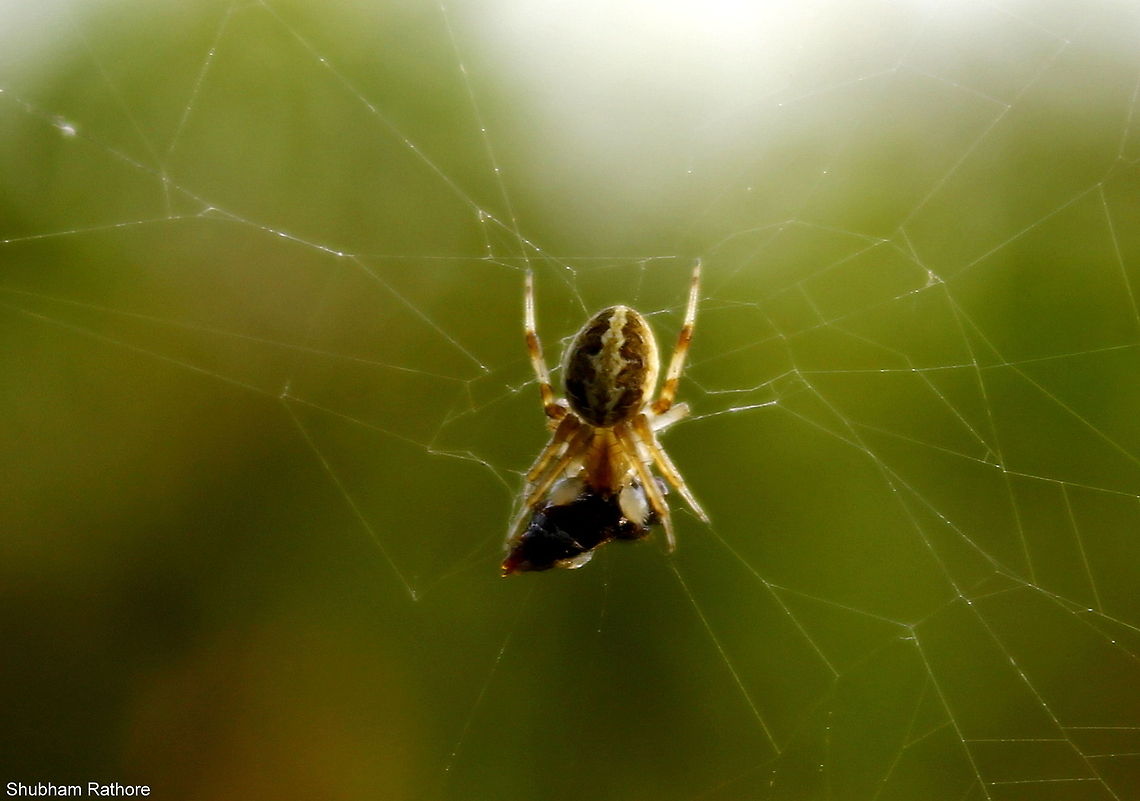 The common garden spider  Neoscona theisi