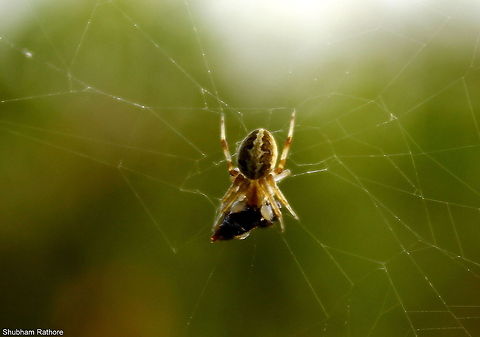 The common garden spider  Neoscona theisi