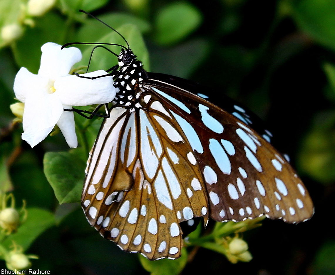 Blue tiger <3  Blue Tiger,Geotagged,Spring,Tirumala limniace