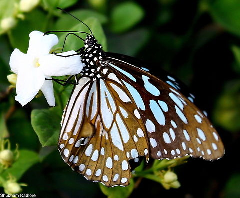 Blue tiger <3  Blue Tiger,Geotagged,Spring,Tirumala limniace