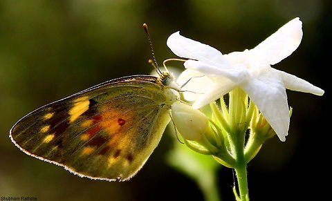 butterfly(drinking nectar)  Colotis fausta,Large Salmon Arab
