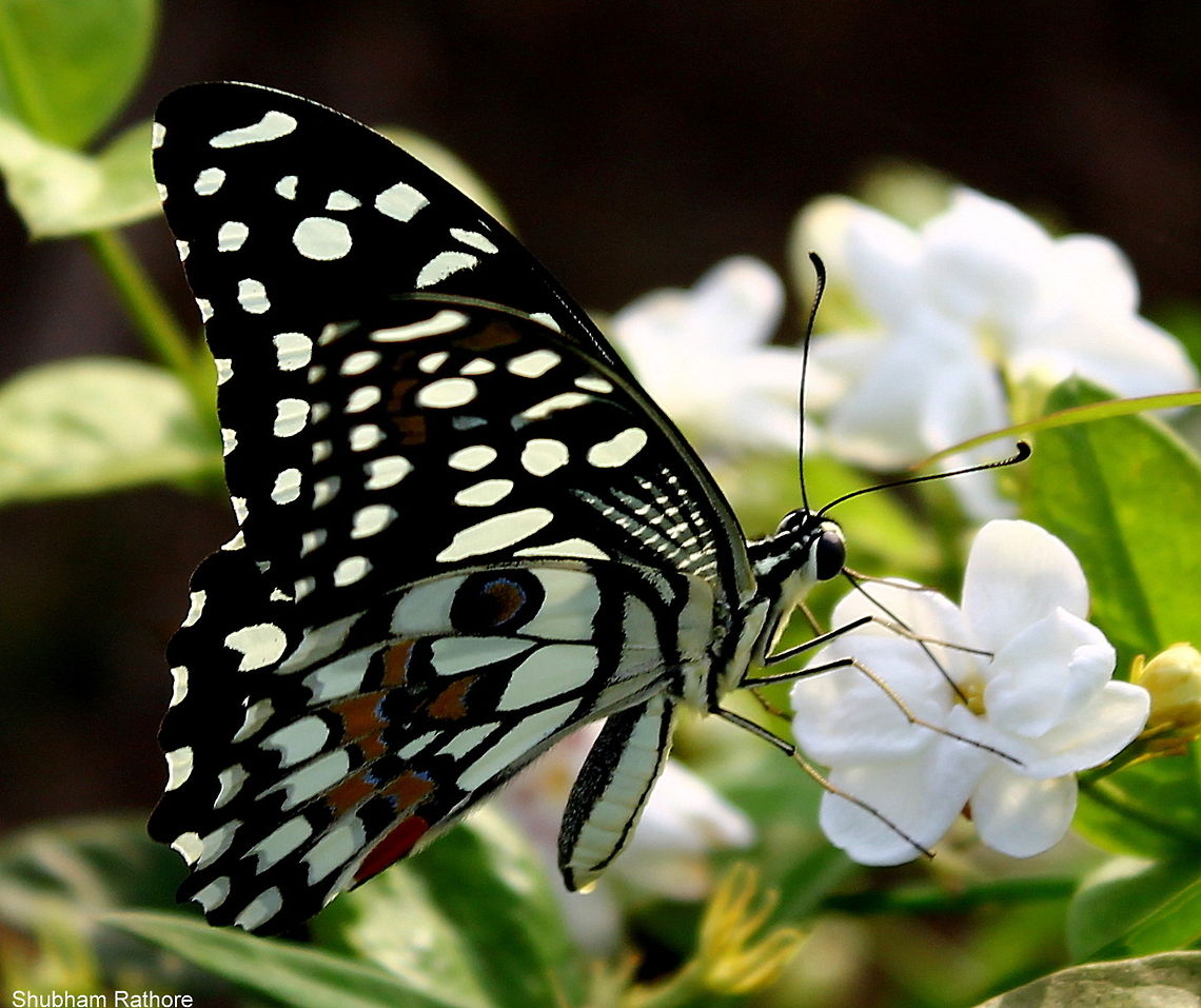 Papilio demoleus  Common Lime Butterfly,Geotagged,India,Papilio demoleus,Spring